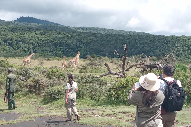 Arusha Park Memorable Safari Tour