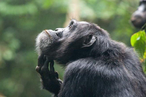 Uganda: Safari di 6 giorni con animali selvatici e trekking con gli scimpanzé