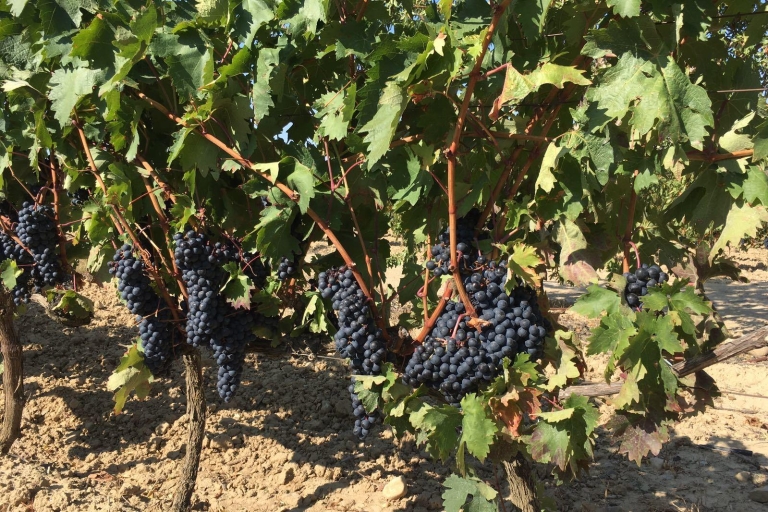 La Rioja: wycieczka po winnicach z degustacjami i tradycyjnym lunchemLa Rioja: Wycieczka po winiarni z degustacją i lunchem w języku angielskim
