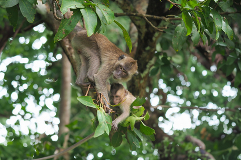 De Khao Lak: Caminhada na selva e passeio pelo rio em Khao SokDe Khao Lak: Khao Sok Jungle Hike &amp; River Tour com almoço