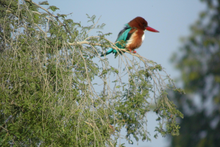 Spot Tigers and other wild of Ranthambore on a Day-Same Tour Ranthambore day trip with local guide full day + naturalist
