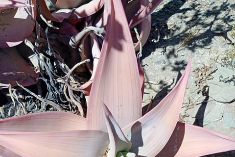 Cape Town: Botanical Garden Tour with Guide