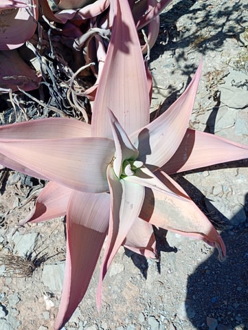 Cape Town: Botanical Garden Tour with Guide
