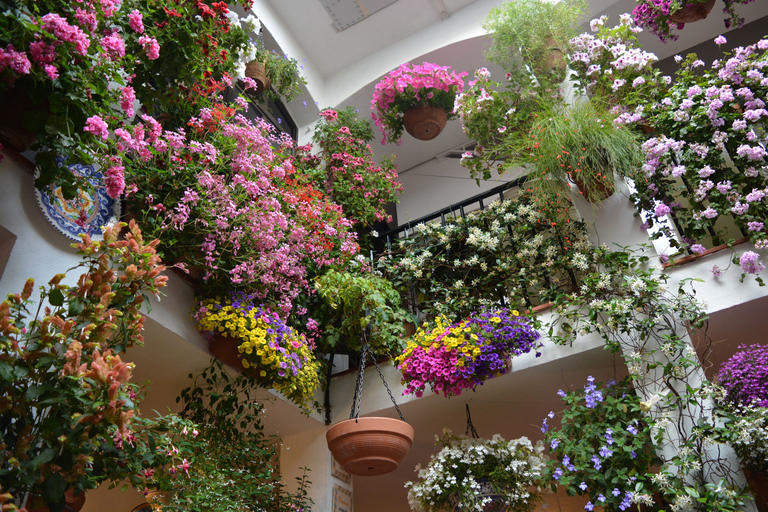 Cordoba: Patios & Flowers Private Walking Tour