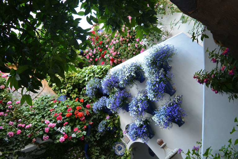 Cordoba: Patios & Flowers Private Walking Tour