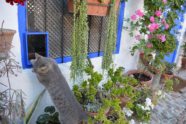 Cordoba: Patios & Flowers Private Walking Tour