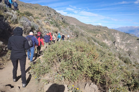 From Arequipa: 2-Day Colca Canyon Tour with Transfer to Puno