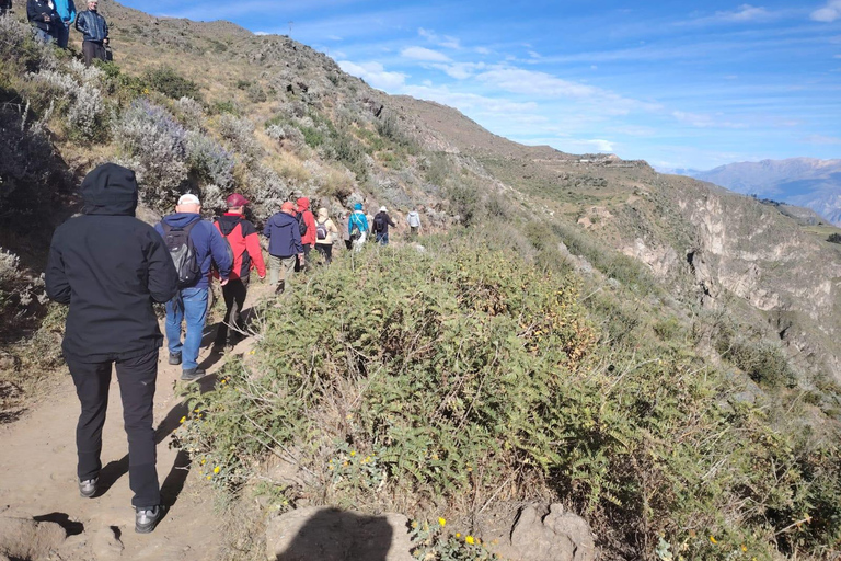 From Arequipa: 2-Day Colca Canyon Tour with Transfer to Puno