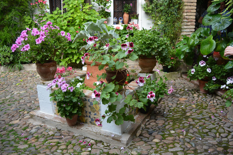 Sights, Sounds, and Scents of Córdoba's Patios Standard Tour