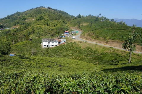 Day as a Tea Farmer in Ilam: Life in Nepal’s Green Tea Hills