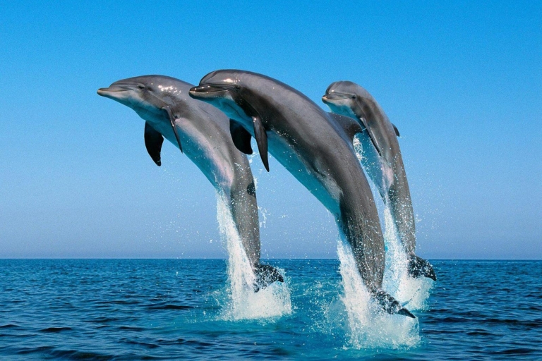 Van Montego Bay: Dolphin Cove Lucea Private Return Transfer