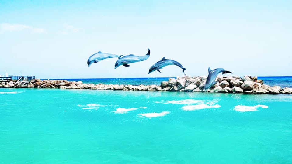 From Montego Bay Dolphin Cove Lucea Private Return Transfer GetYourGuide