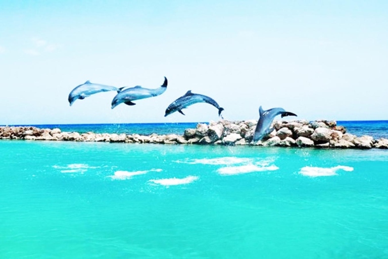 Van Montego Bay: Dolphin Cove Lucea Private Return Transfer