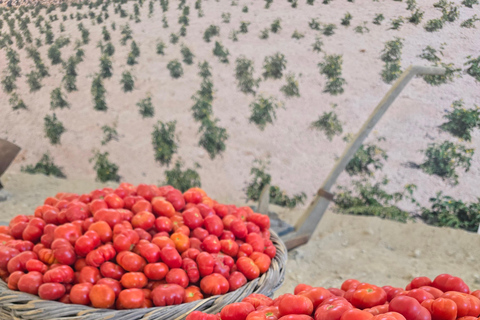 Visit Santorini’s old Tomato Factory