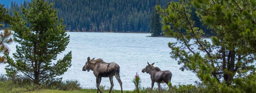 Jasper : visite guidée de la faune et randonnée au bord du lac