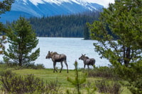 Jasper, la faune et les chutes d'eau visitent avec Lakeshore Hike - Hizvo