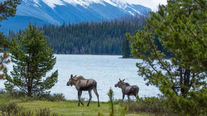 jasper wildlife and waterfalls tour with lakeshore hike