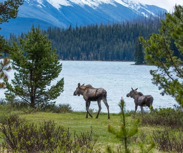 Jasper: Wildlife and Waterfalls Tour Lakeshore Hike kanssa