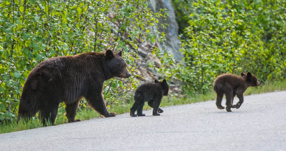 Tour de Jasper, Vida Silvestre y Cascadas con Lakeshore Hike - Hizvo