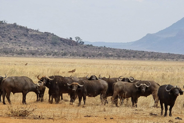 Kaapstad: Aquila big five safari met vervoer &amp; lunch