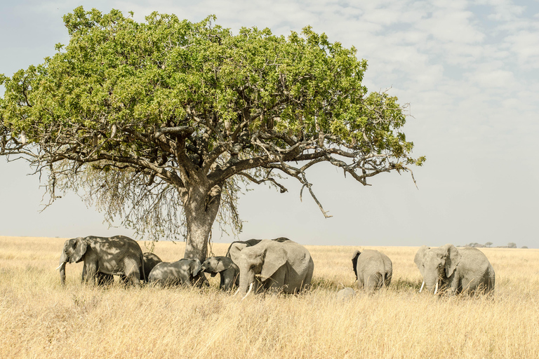 Lake Manyara: 3-daagse safari