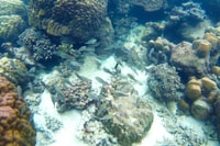 Finger Island & Dam Ngang Island Full-Day Snorkeling Tour - Housity
