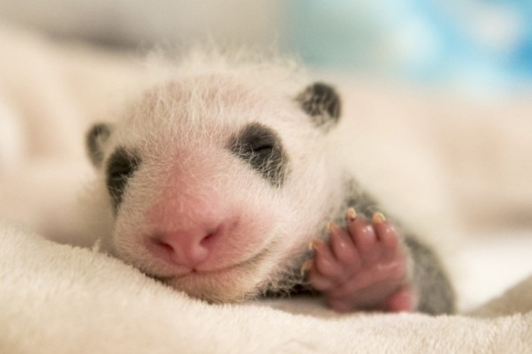 ZooParc de Beauval: Day Admission Ticket