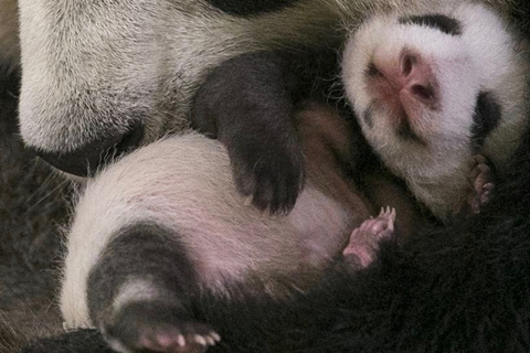 ZooParc de Beauval: Day Admission Ticket