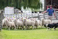 Queenstown, TSS Earnslaw Cruise and Walter Peak Farm Tour - Housity