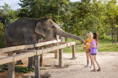 Chiang Mai : Programme éthique d&#039;alimentation et de douche des éléphants