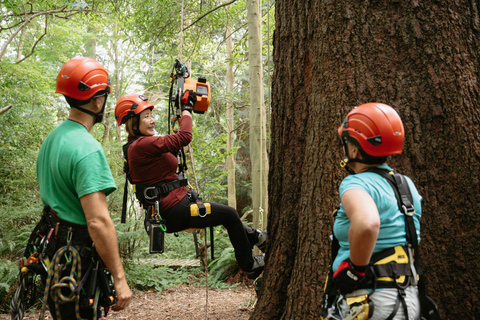 Vancouver Tree Climbing Tour: Canopy Expedition Adventure