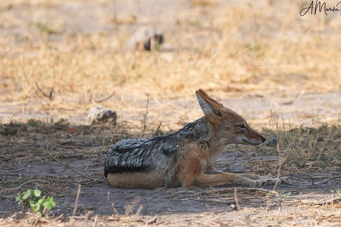 Livingstone: Chobe National Park Day Trip with Lunch