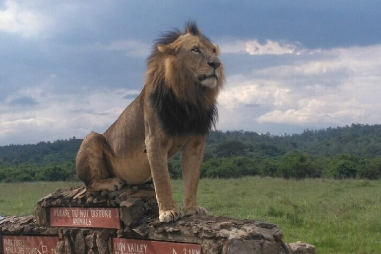 Parc de Nairobi, orphelinat des éléphants, centre des girafes, souvenirs