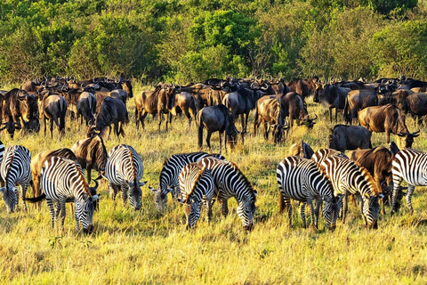 3 dni Masai Mara Daily Group Safari (z wyłączeniem opłat za park)