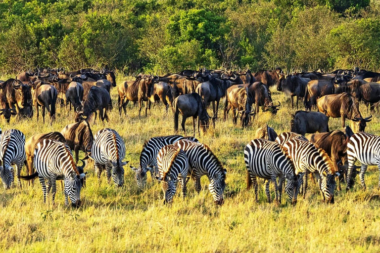 3 dni Masai Mara Daily Group Safari (z wyłączeniem opłat za park)