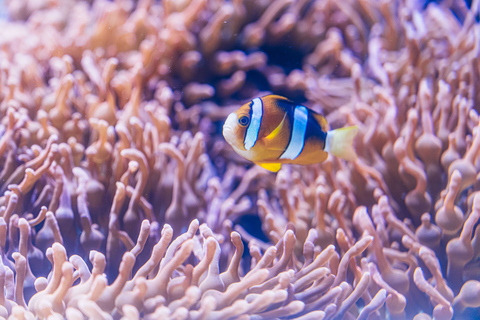 Acuario del Pacífico, LA: ticket sin colas en la taquilla