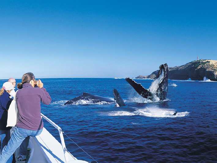 whale watching tour punta cana