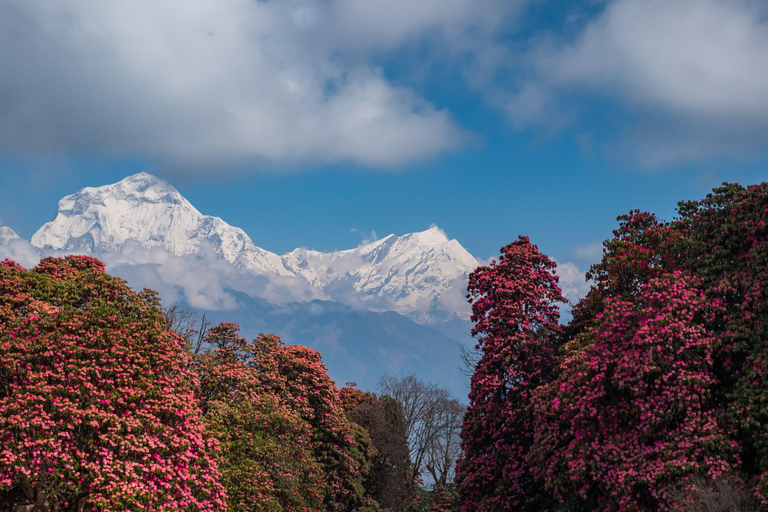 Trek du camp de base de l&#039;Annapurna : 5 jours au départ de PokharaPokhara : 5 jours de trekking au camp de base de l&#039;Annapurna avec guide