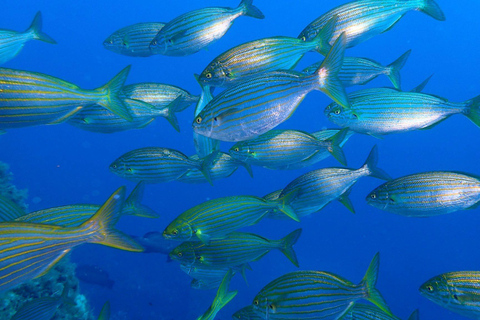 Calvi : Sortie snorkeling en bateau en bordure de réserve Calvi : Snorkeling Adventure by the Natural Reserve