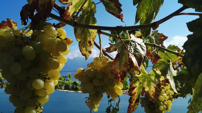 geneva riviera cruise chaplins world montreux lavaux