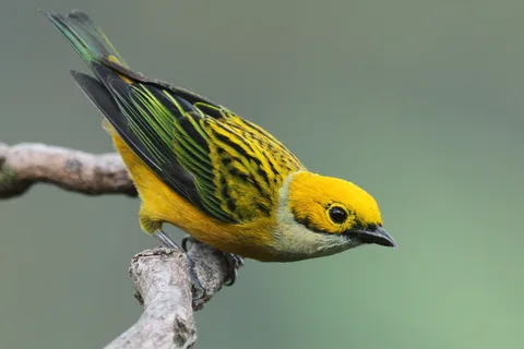 Uvita: Birding Experience Costa Rica - Private Bird Watching