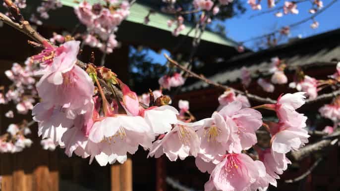 daytime hanami (cherry blossom time) with a local