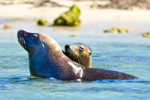 Winter, Wildlife & Seafood Cruise