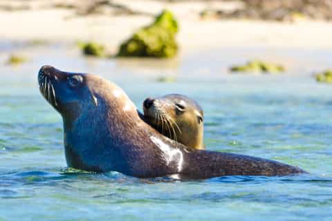 Shoalwater Islands Marine Park Cruise & Penguin Island Tour
