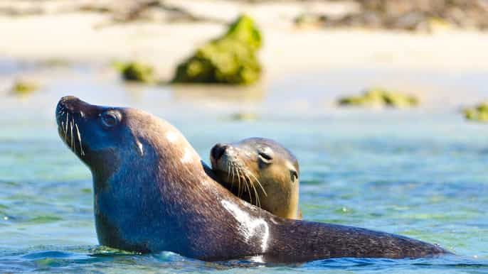 shoalwater islands marine park cruise penguin island tour