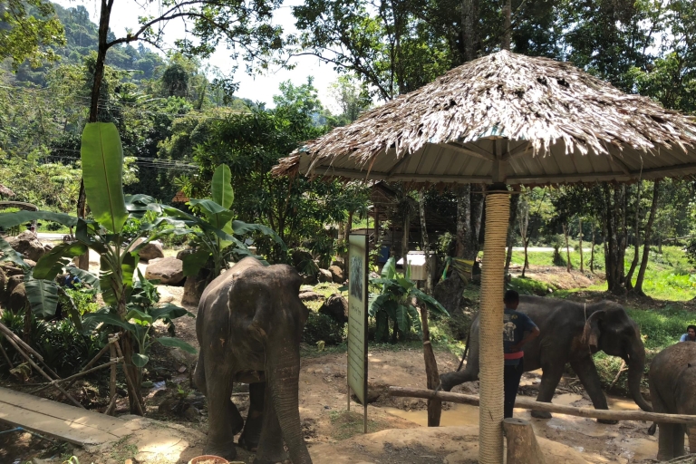 Depuis Phuket et Khao Lak : Soins aux éléphants et visite d'une cascadeDe Khao Lak