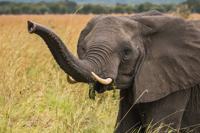 Från Zanzibar: Mikumi Safari med tvåmotorigt flygplan + lunchMikumi Safari – utan transfer