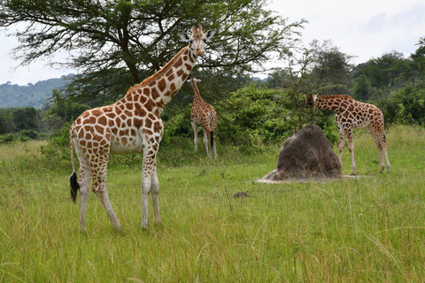 Uganda: 6-Day Wildlife and Chimp Trekking Safari