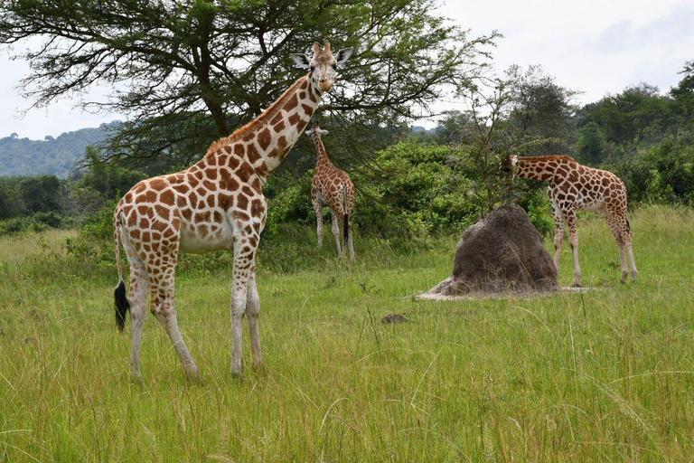 Uganda: 6-dniowe safari z dziką przyrodą i trekkingiem szympansów