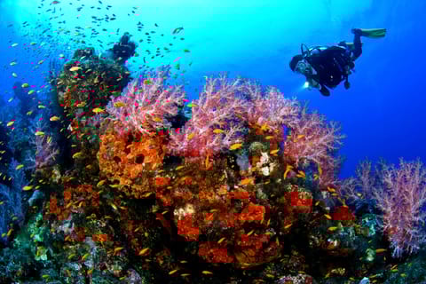 Kusadasi Diving Experiance